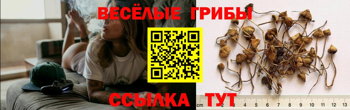 Псилоцибиновые грибы прущие грибы Саянск